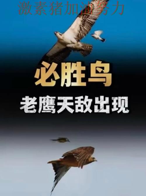 老鹰连续取胜压力陡增