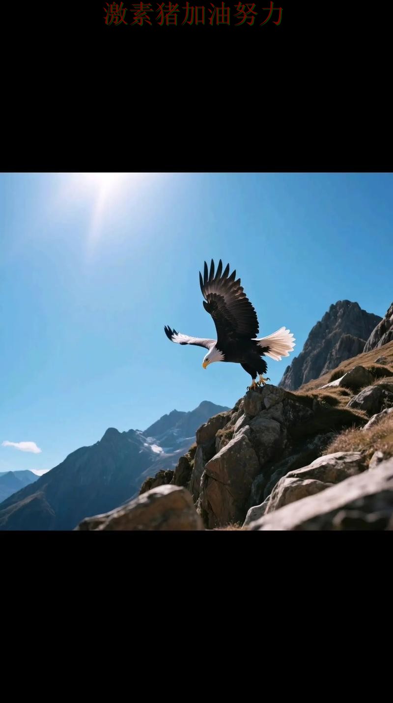 老鹰连续取胜压力陡增